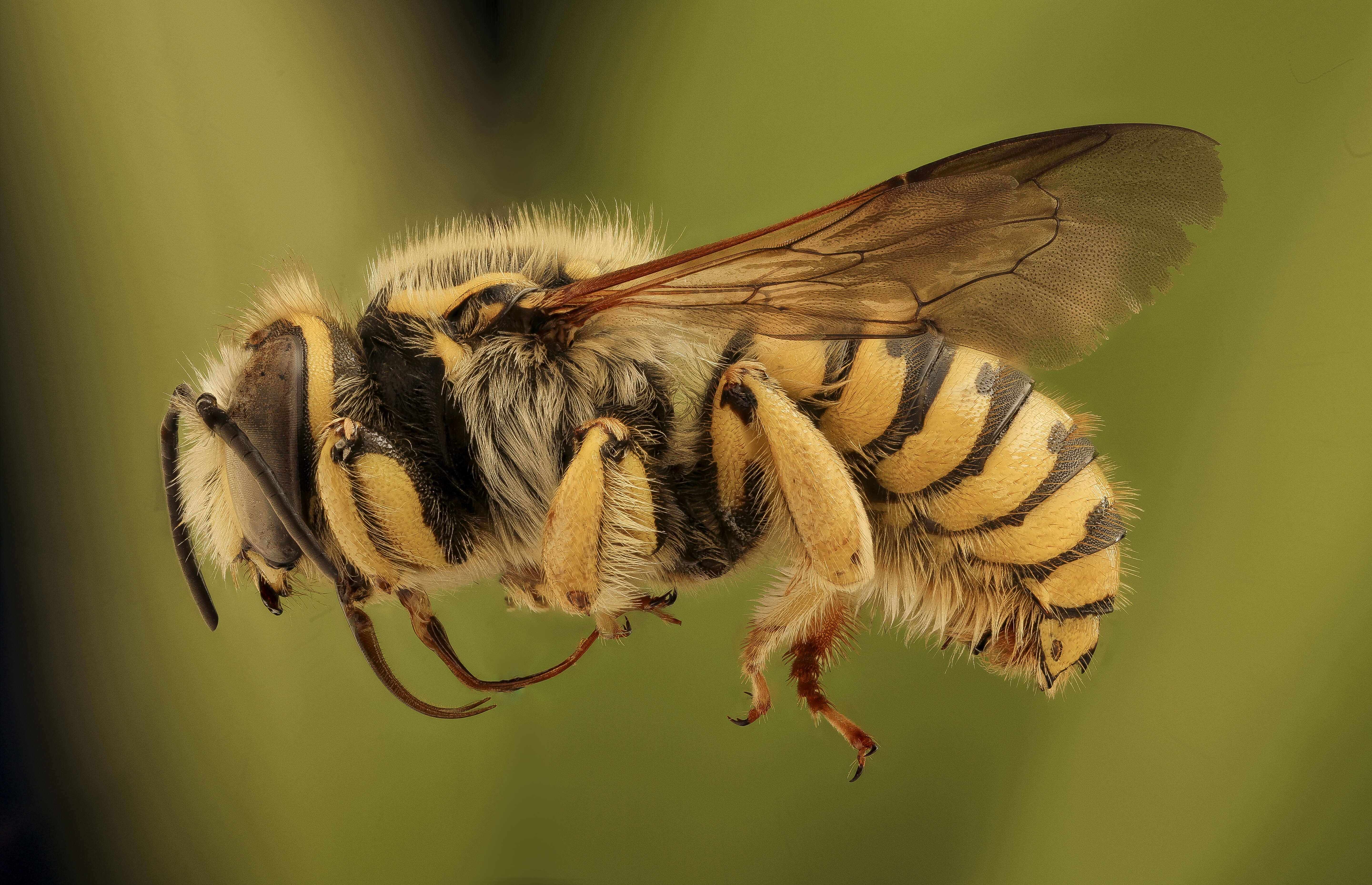 Image of Anthidium illustre Cresson 1879