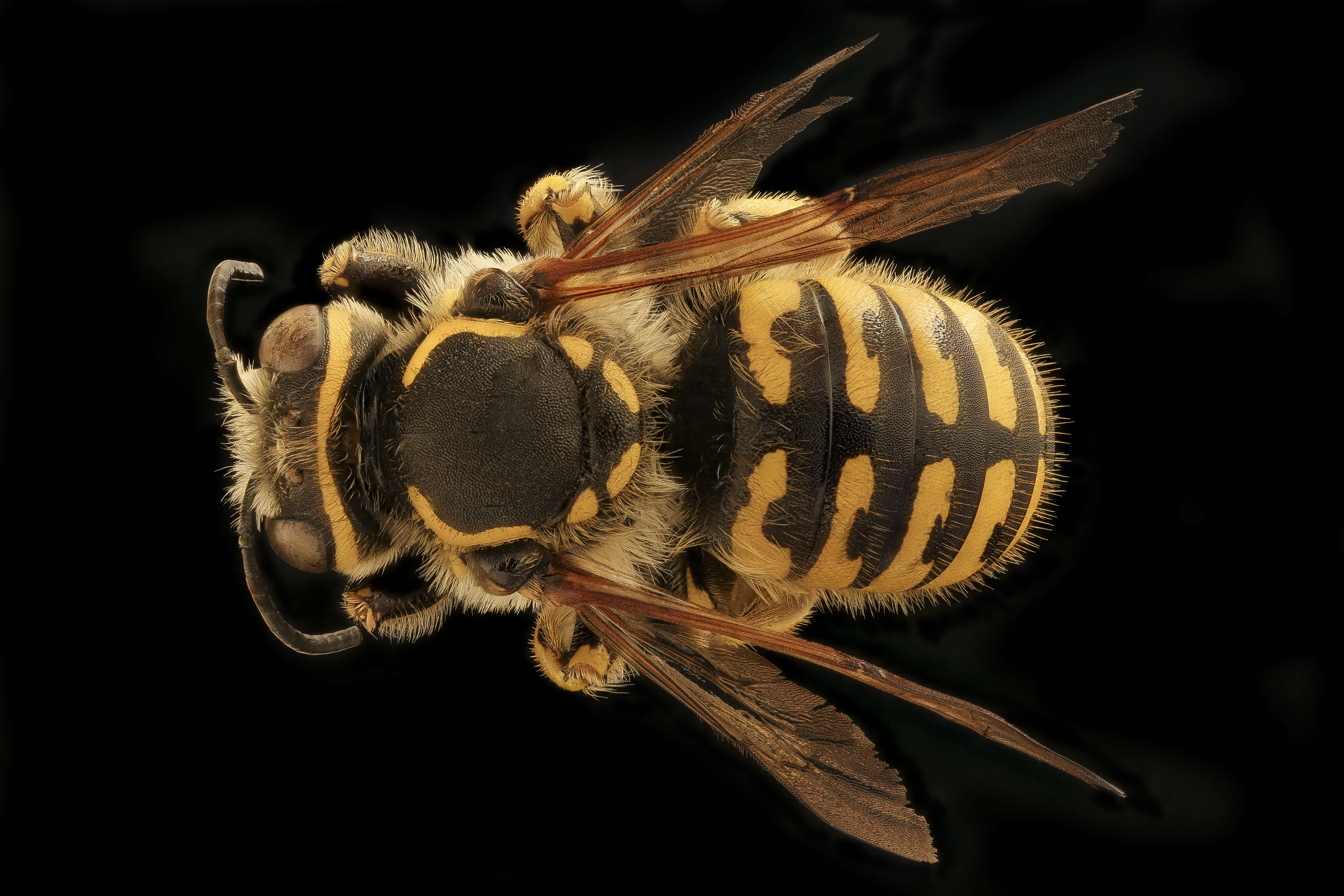 Imagem de Anthidium illustre Cresson 1879