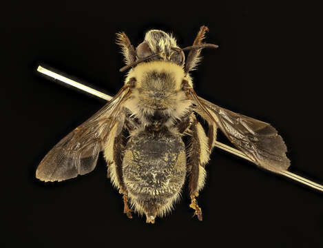 Anthophora occidentalis Cresson 1869的圖片