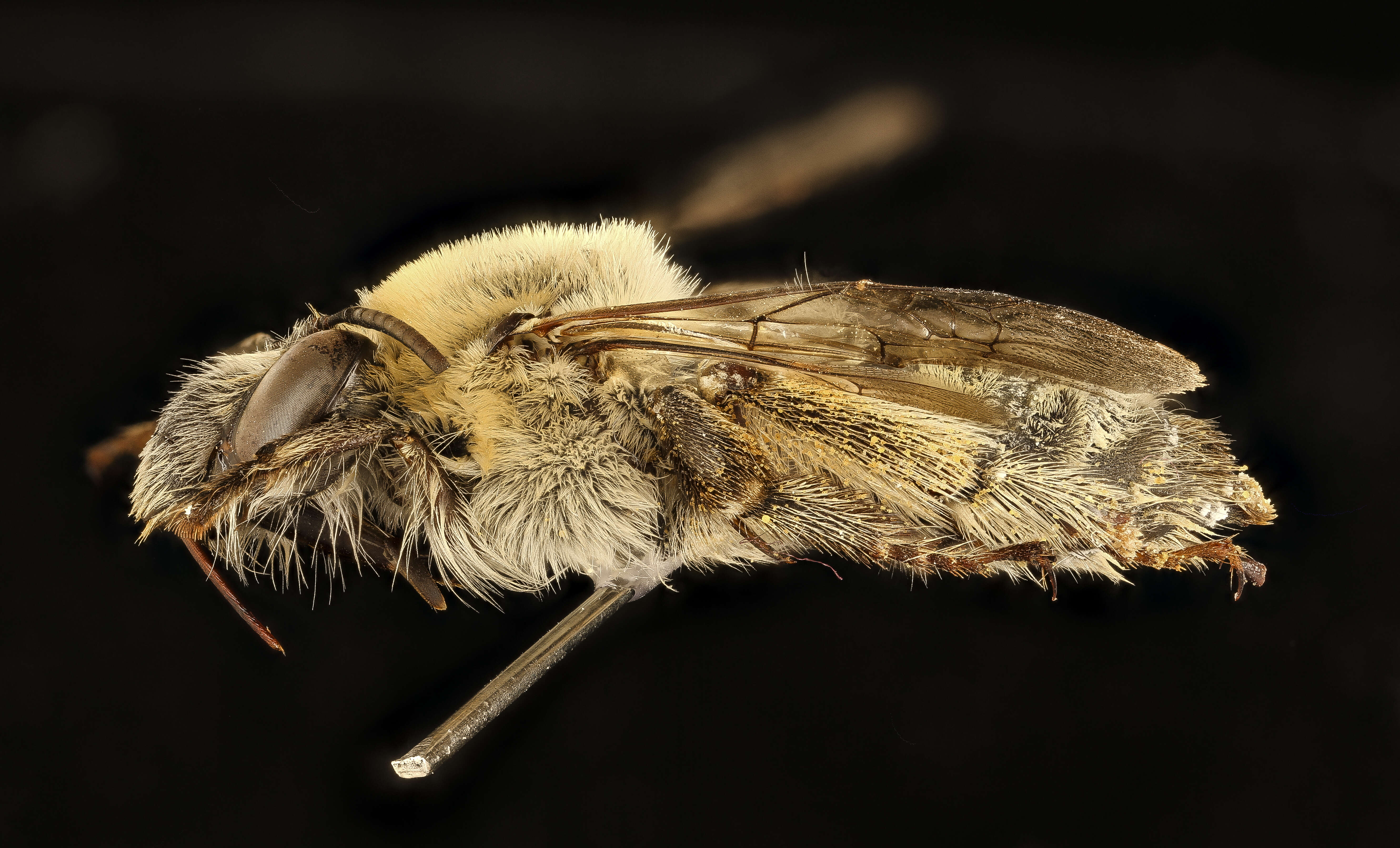 Anthophora occidentalis Cresson 1869的圖片