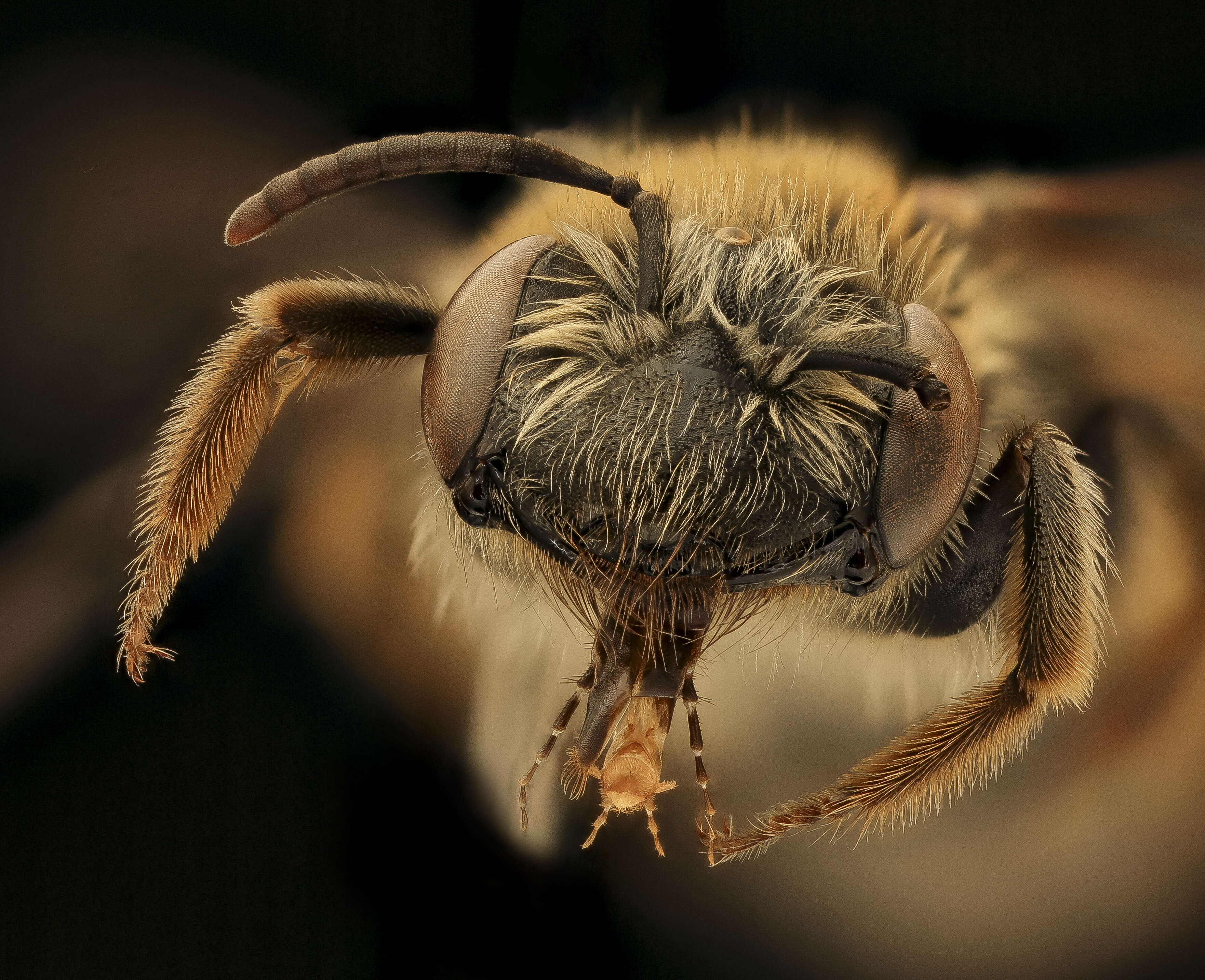 Image of Andrena macra Mitchell 1951