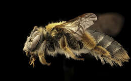 Image of Andrena macra Mitchell 1951