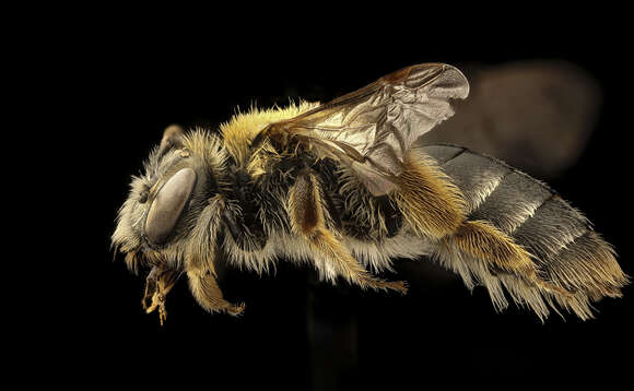 Image of Andrena macra Mitchell 1951