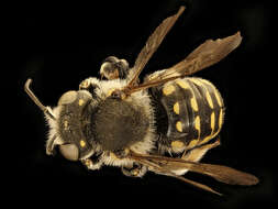 Imagem de Anthidium utahense Swenk 1914