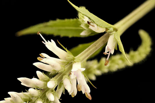 Image of Culver's root