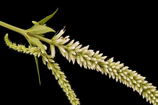 Image of Culver's root