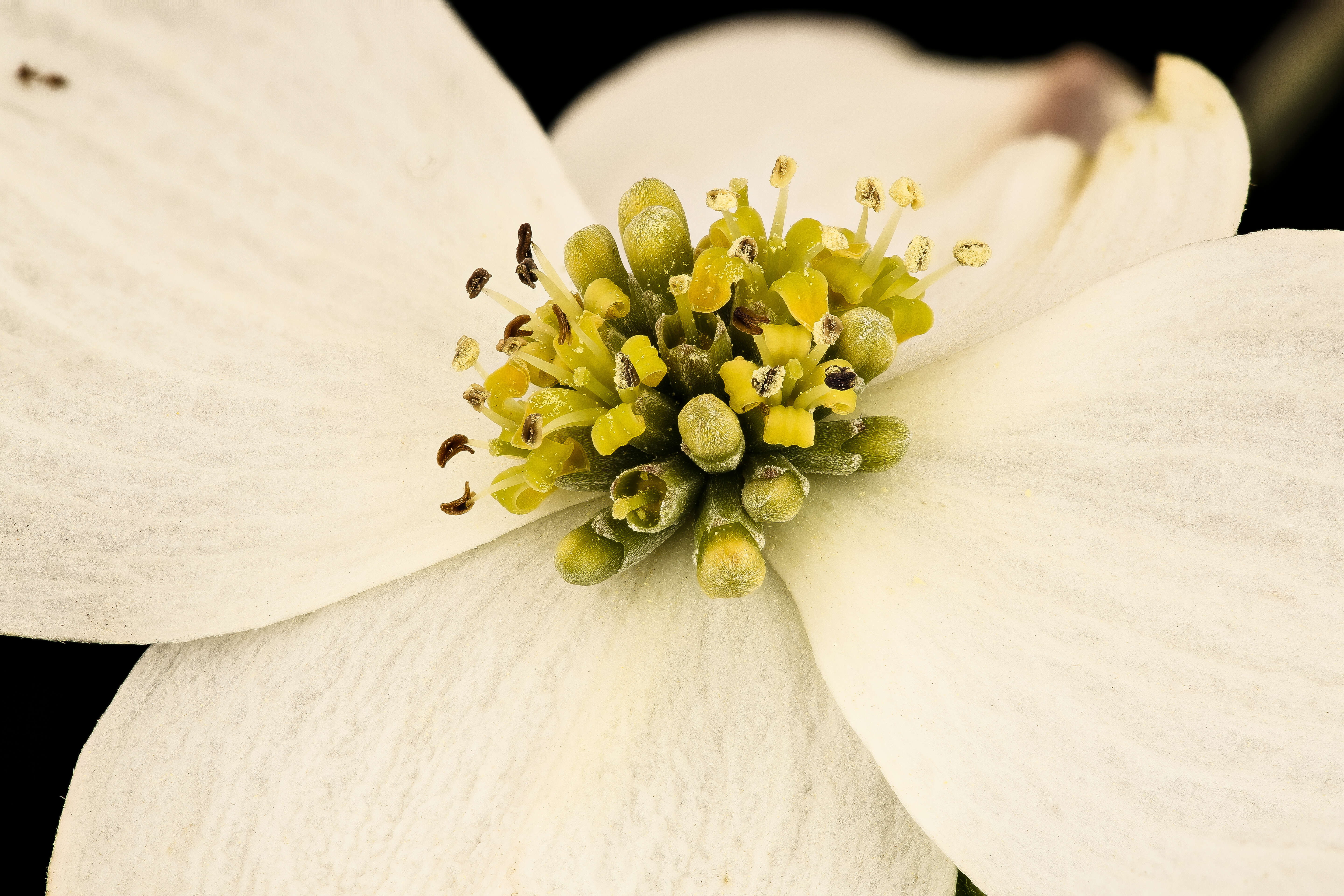 Imagem de Cornus florida L.