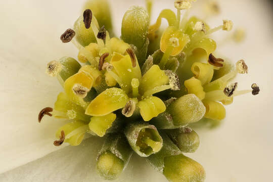 Image of flowering dogwood