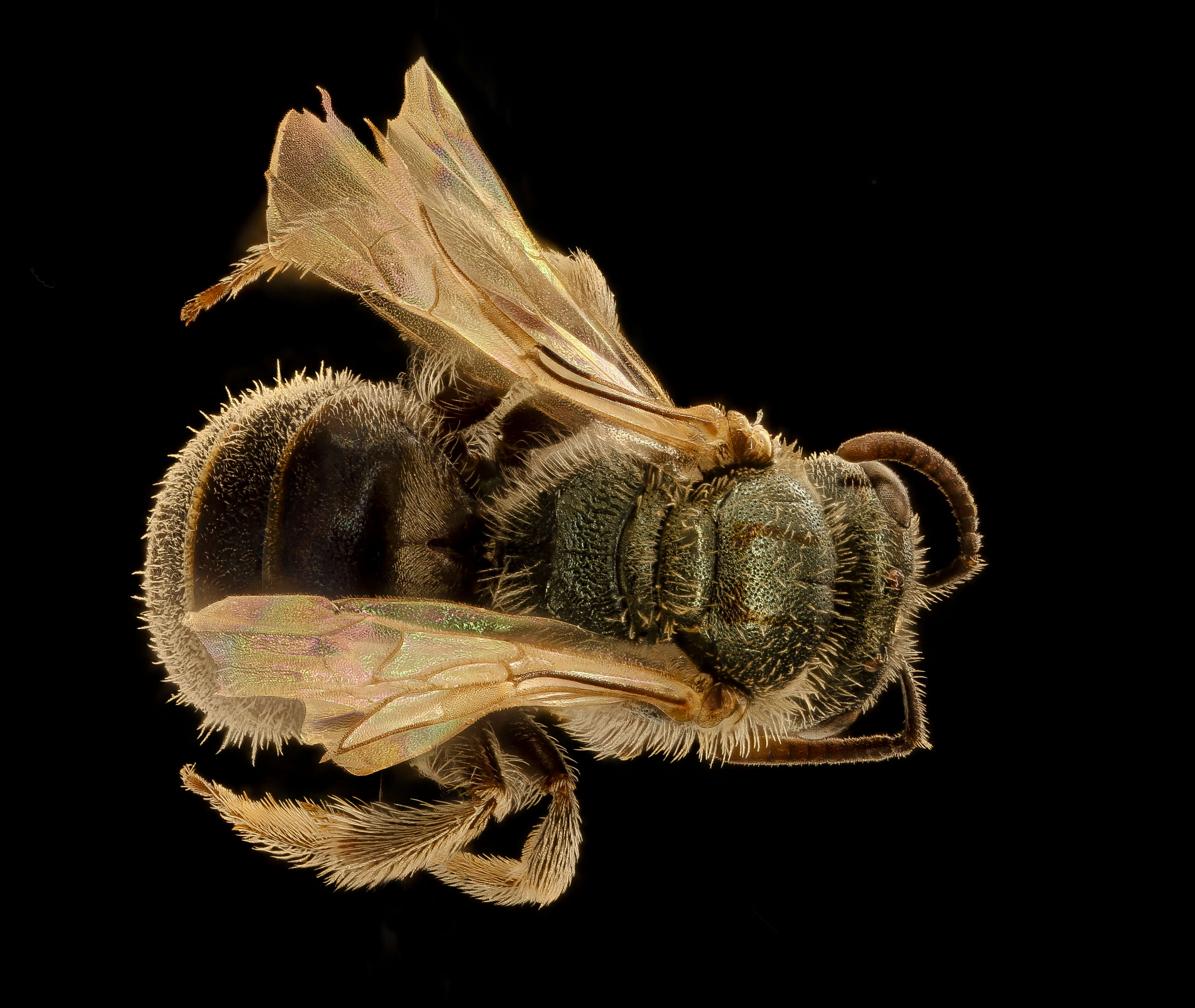 Image of Lasioglossum incompletum (Crawford 1907)