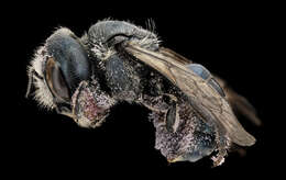 Image of Texas Osmia