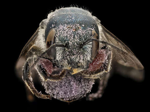 Osmia texana Cresson 1872的图像