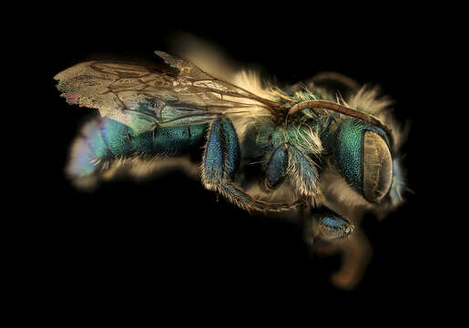 Image of Osmia illinoensis Robertson 1897