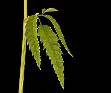 Image of spotted water hemlock