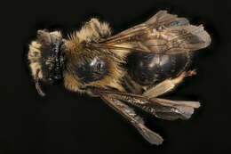 Image of Colletes thoracicus Smith 1853