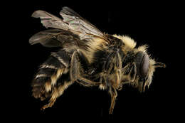 Image of Colletes thoracicus Smith 1853