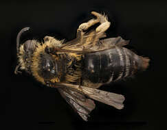 Image of Colletes thoracicus Smith 1853