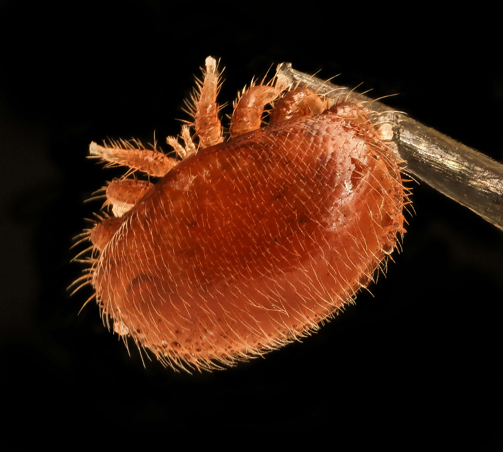 Image of Varroidae