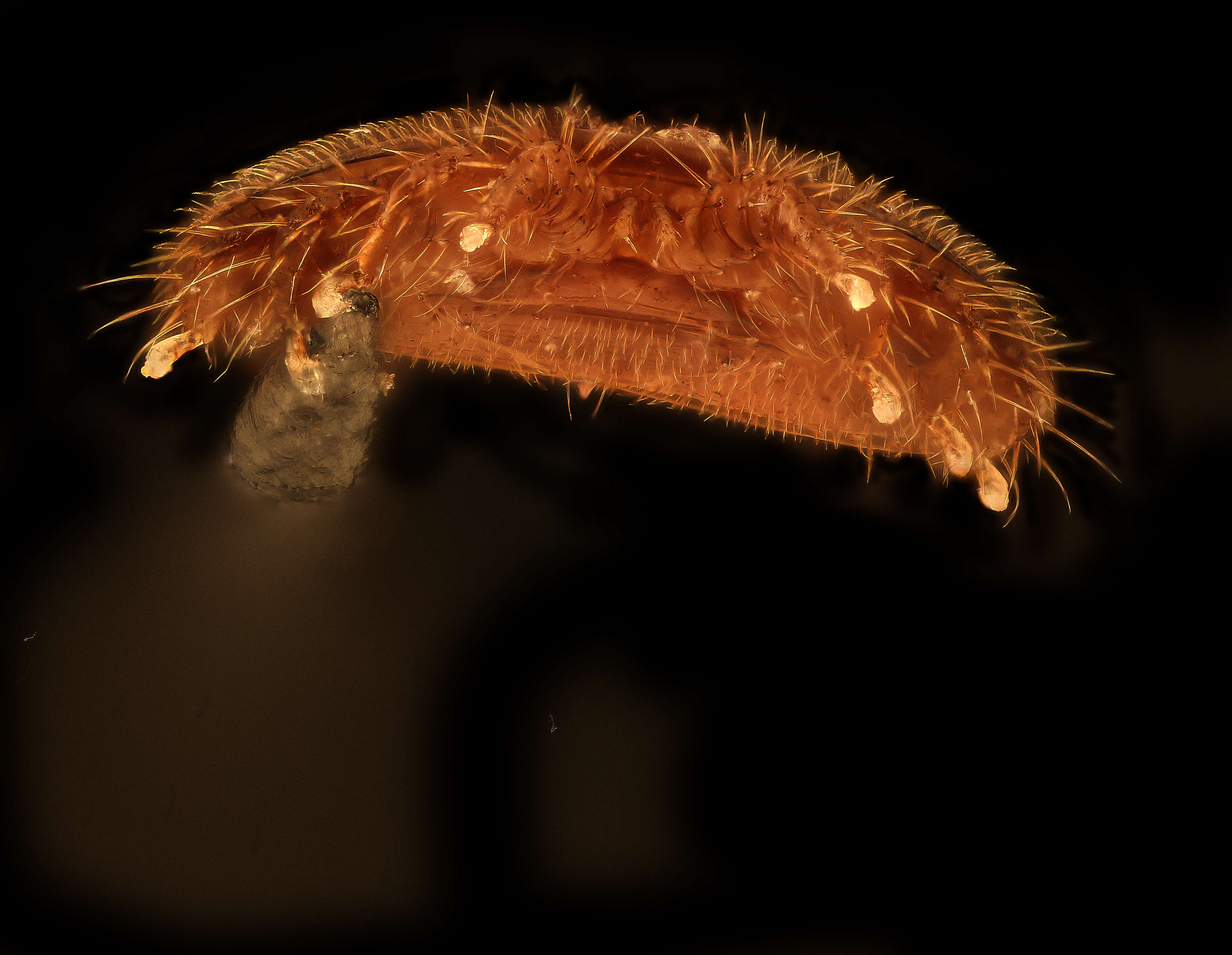 Image of Varroidae