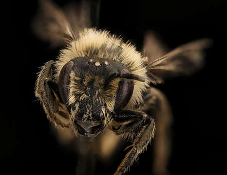 Image of Colletes thoracicus Smith 1853