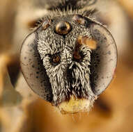 Image of Lasioglossum texanum (Cresson 1872)