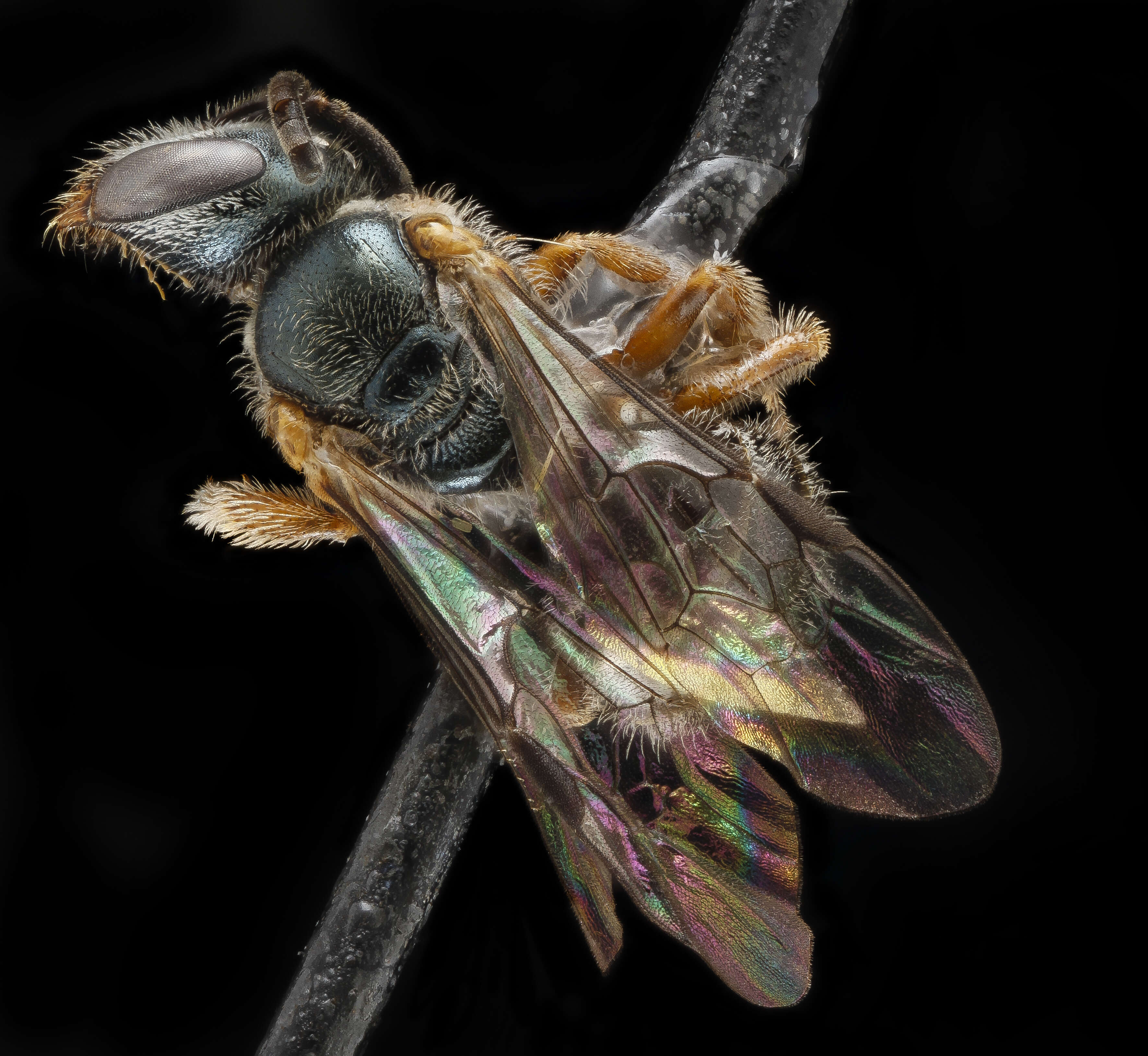 Image of Lasioglossum tarponense (Mitchell 1960)