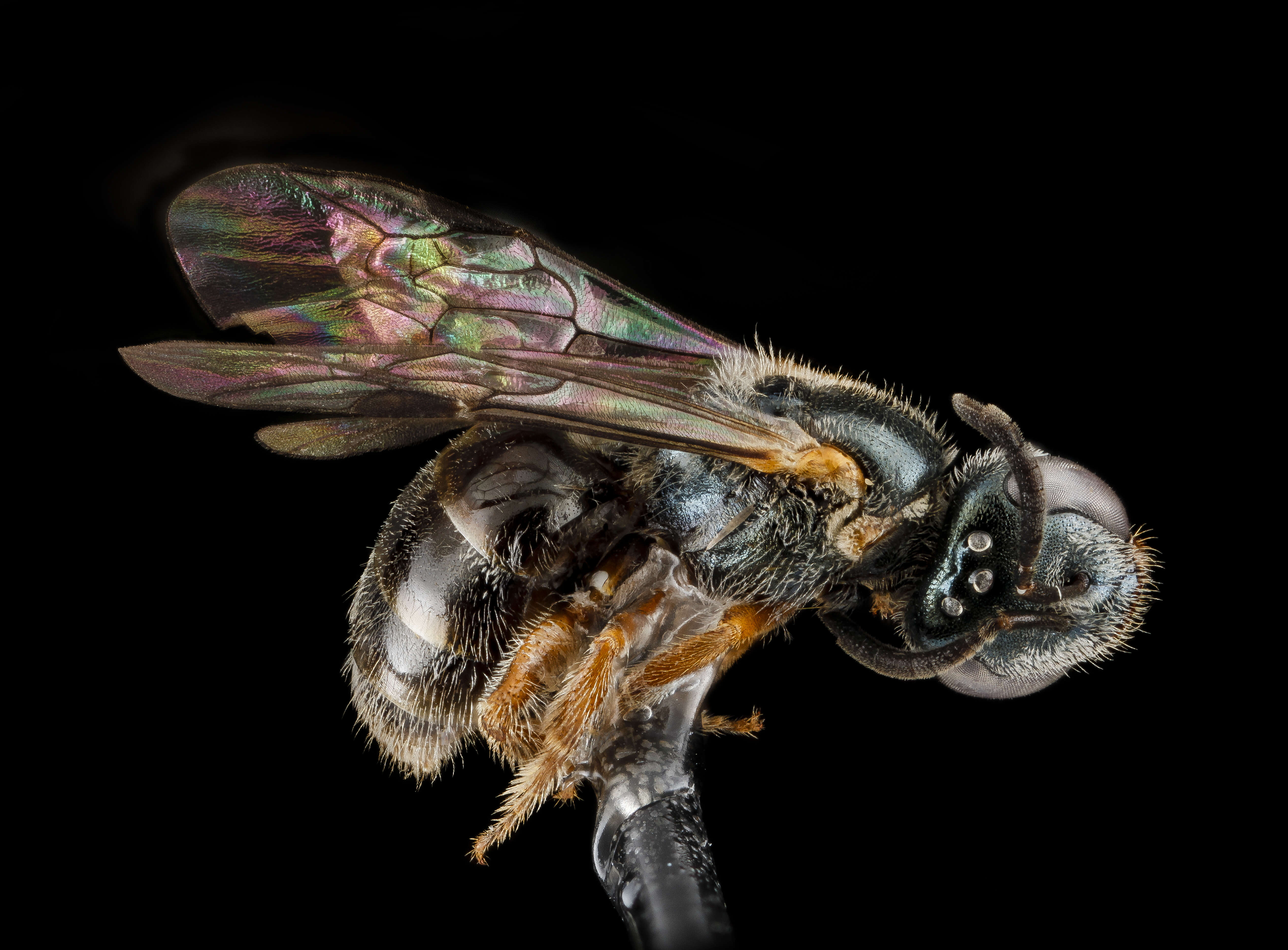 Sivun Lasioglossum tarponense (Mitchell 1960) kuva