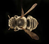 Megachile brevis onobrychidis resmi