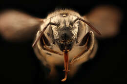 Megachile brevis onobrychidis resmi