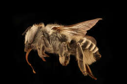 Megachile brevis onobrychidis resmi