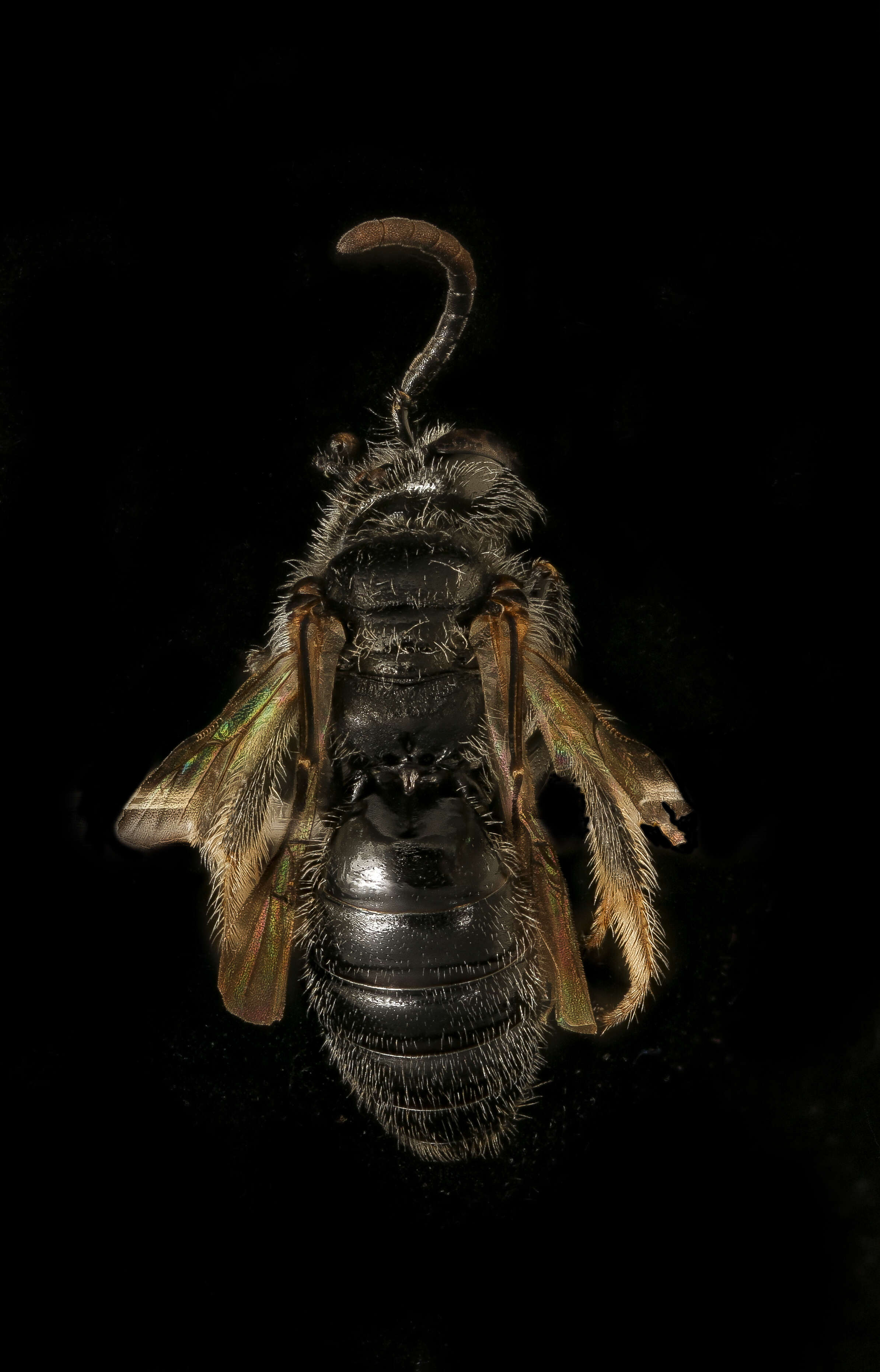 Image of Panurginus atramontensis Crawford 1926
