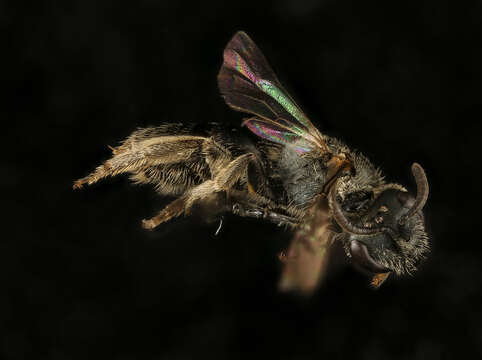 Image of Lasioglossum versans (Lovell 1905)