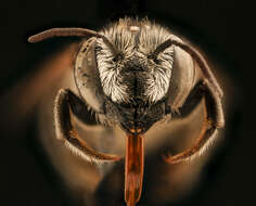 Image of Apical Leafcutter Bee