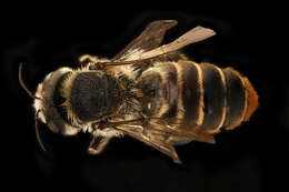 Image of Mediterranean Wood-boring Bee