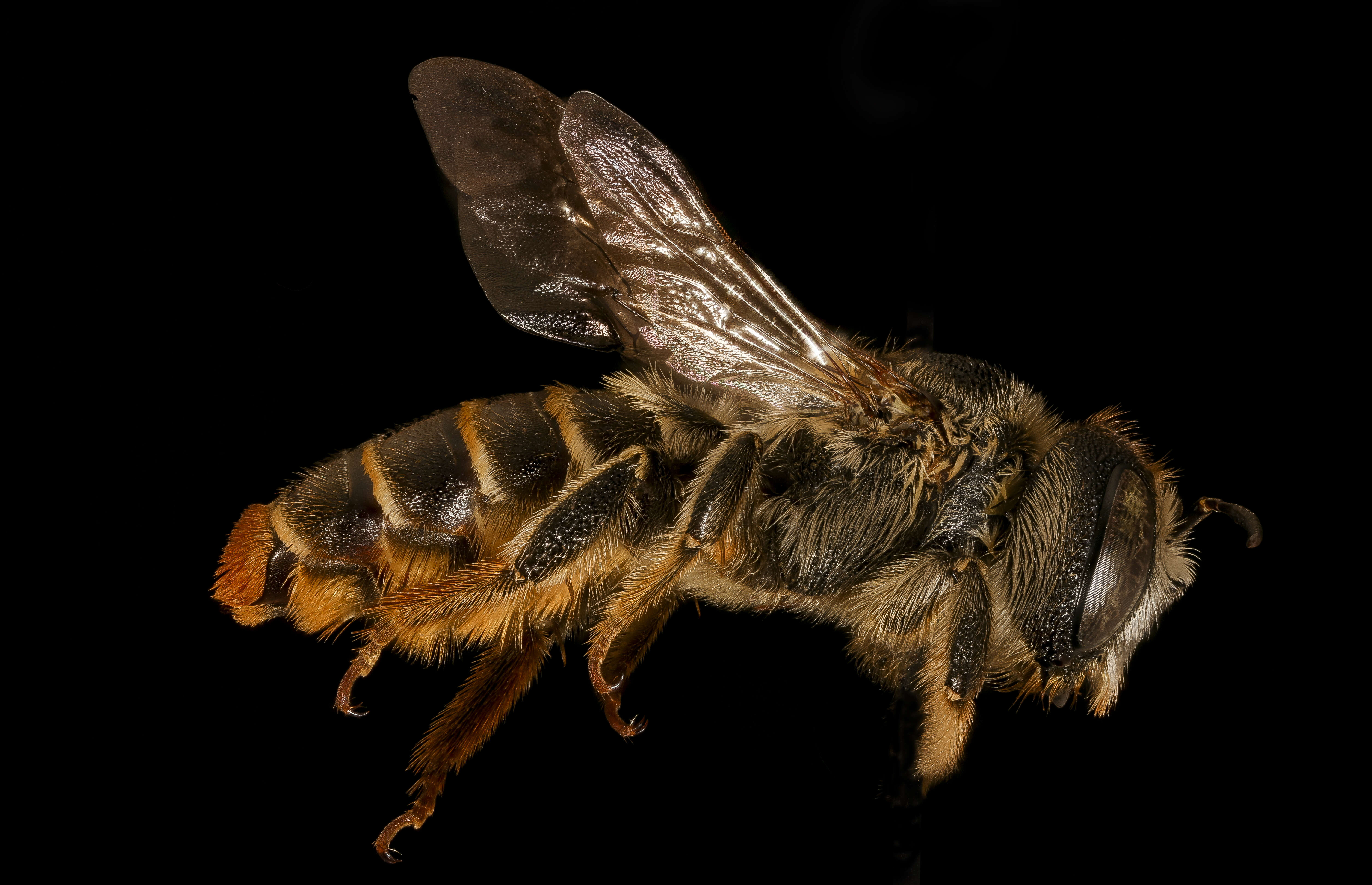 Image of Mediterranean Wood-boring Bee