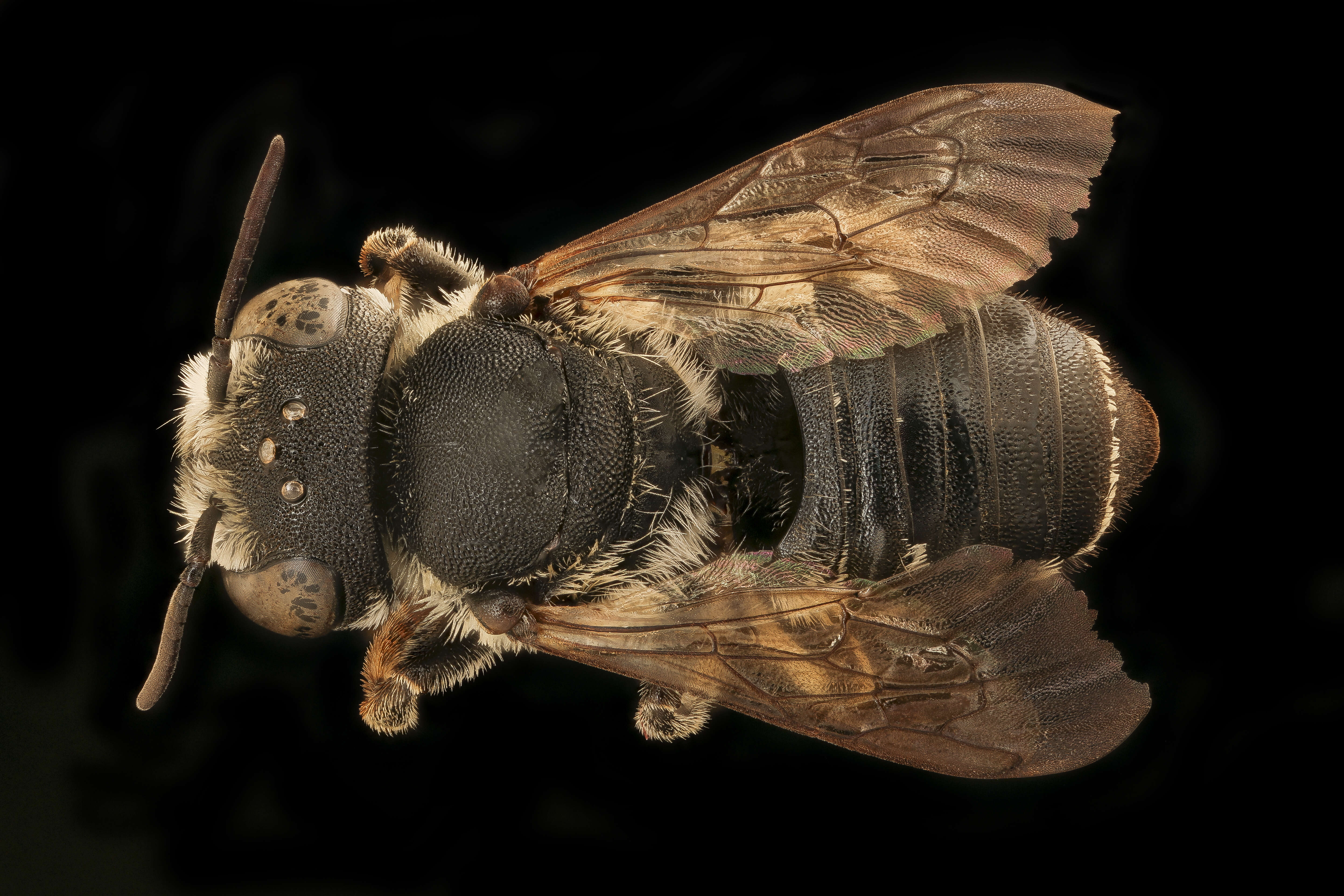 Image of Apical Leafcutter Bee