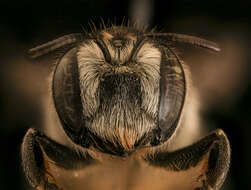 Image of Mediterranean Wood-boring Bee