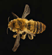 Image of Mediterranean Wood-boring Bee