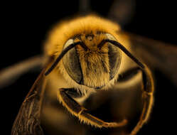 Image of Mediterranean Wood-boring Bee