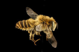 Image of Mediterranean Wood-boring Bee