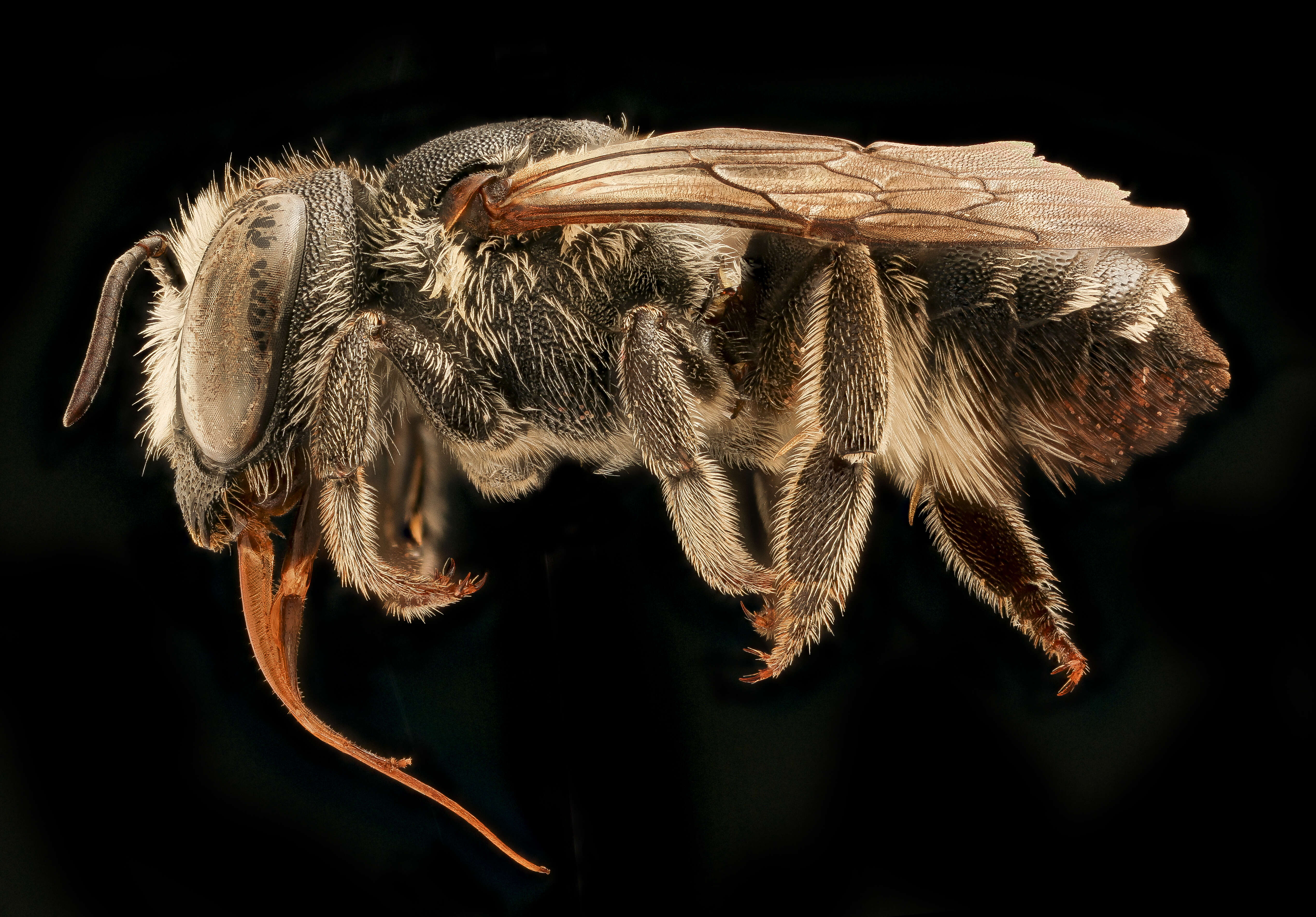 Image of Apical Leafcutter Bee