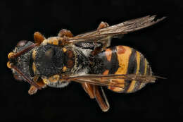 Image of Nomada erigeronis Robertson 1897