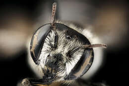 Image of Megachile integra Cresson 1878