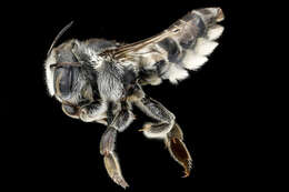 Image of Megachile integra Cresson 1878