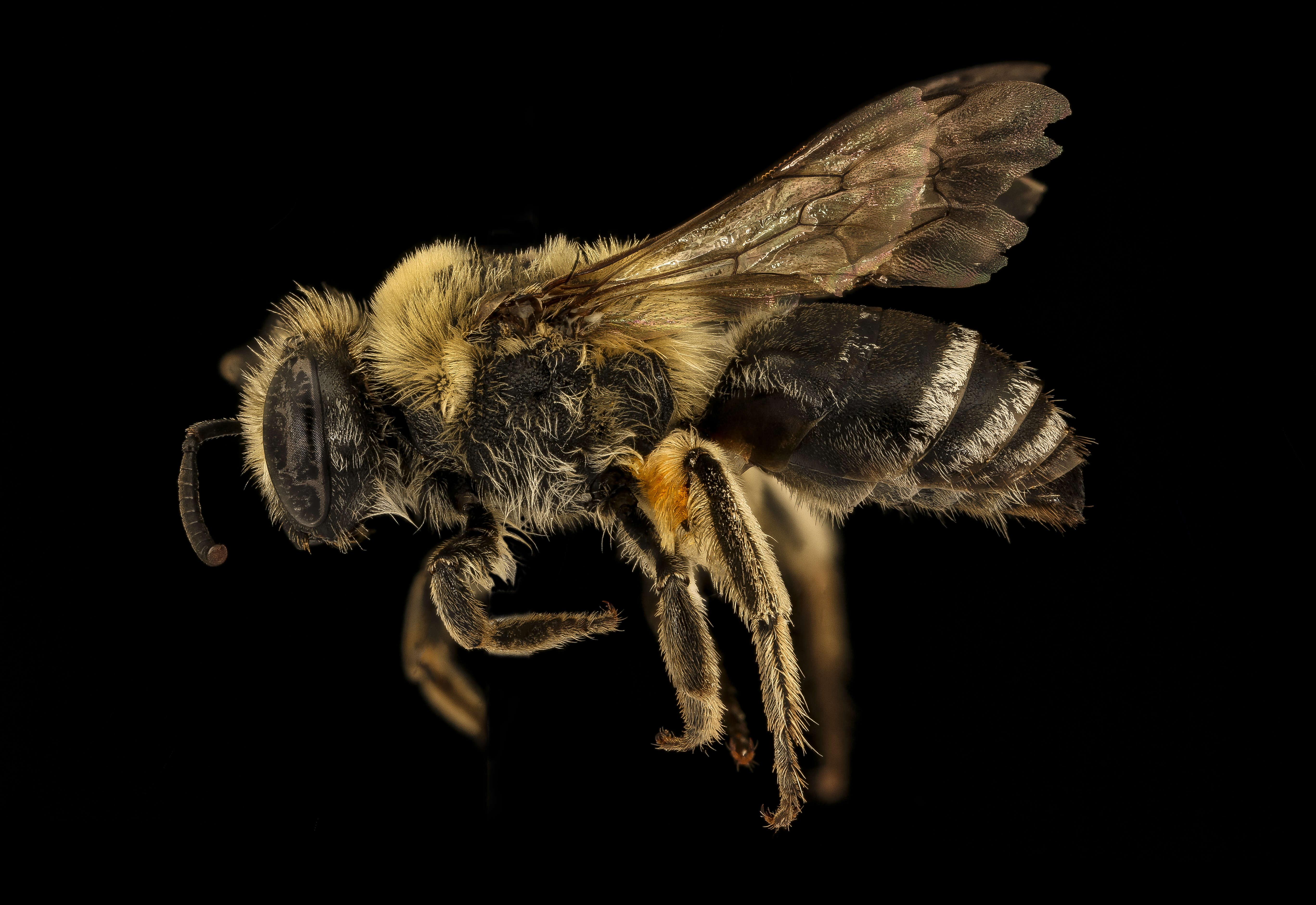 Imagem de Colletes ciliatus Patton 1879