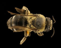 Imagem de Colletes ciliatus Patton 1879