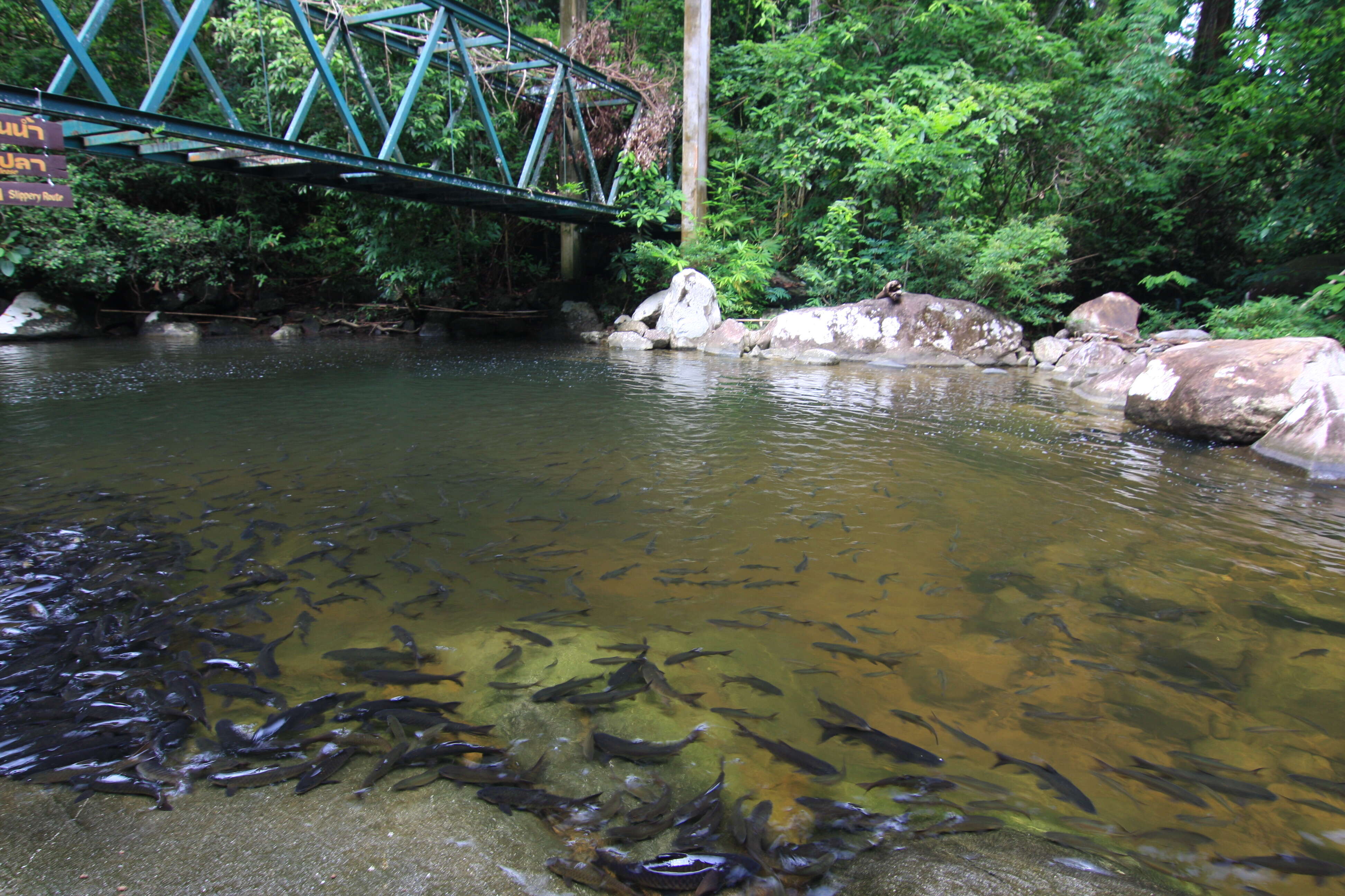 Neolissochilus soroides (Duncker 1904) resmi