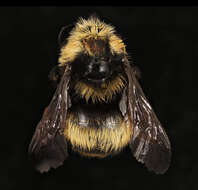 Image of Crotch bumble bee