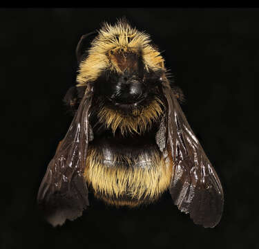 Image of Crotch bumble bee