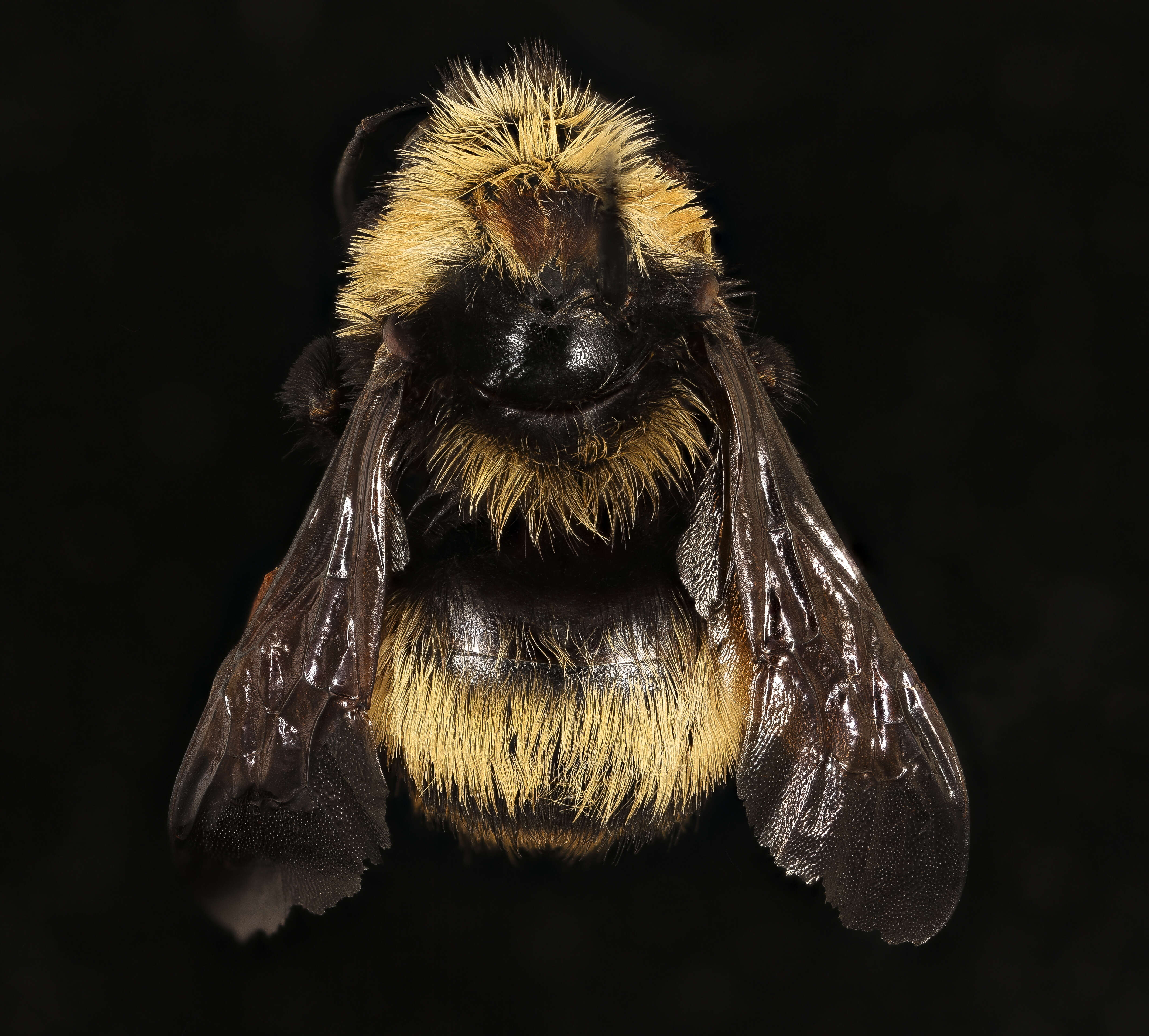 Image of Crotch bumble bee