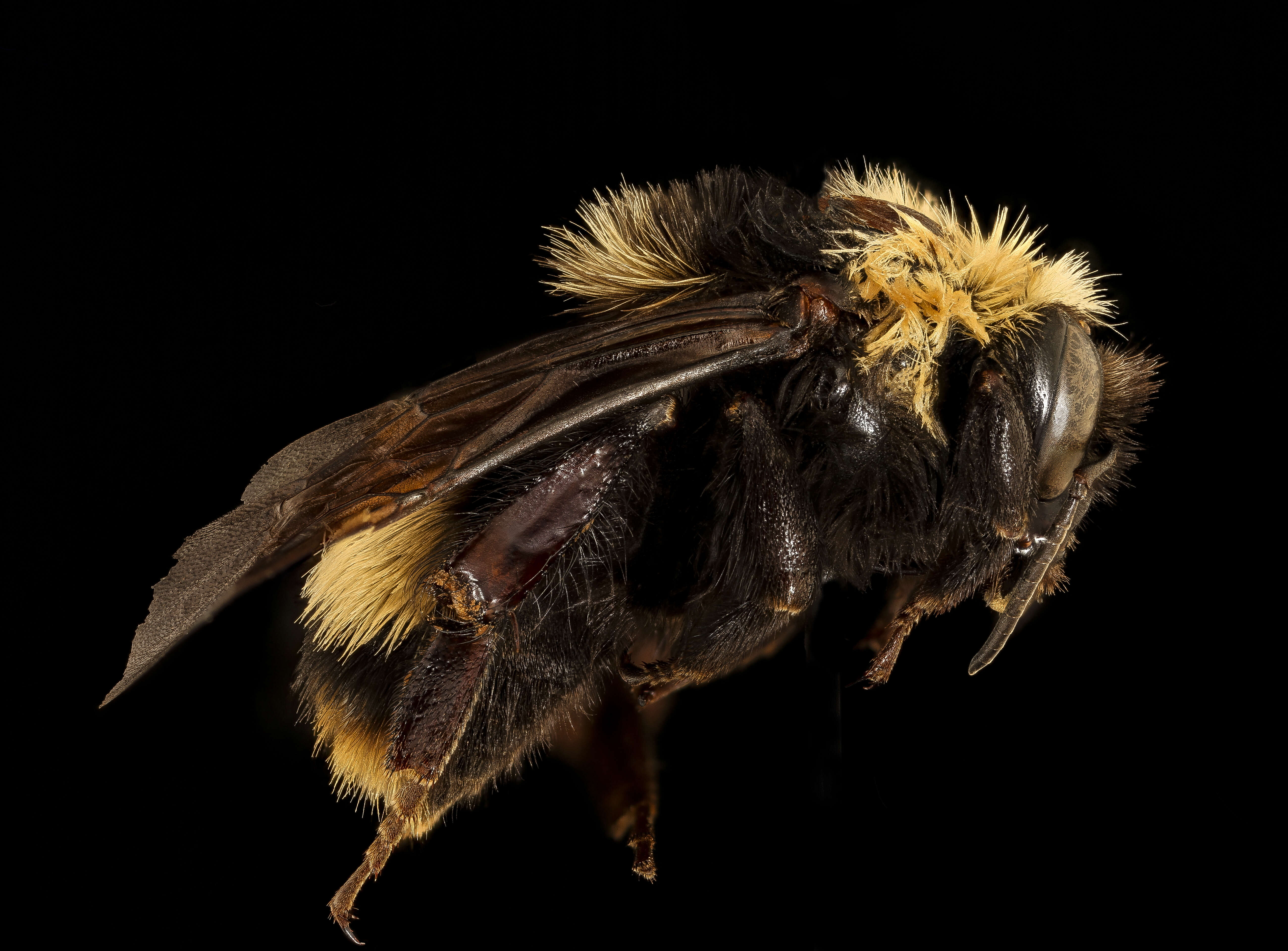 Image of Crotch bumble bee